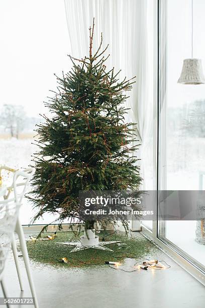 christmas lights under christmas tree - nadel pflanzenbestandteile stock-fotos und bilder