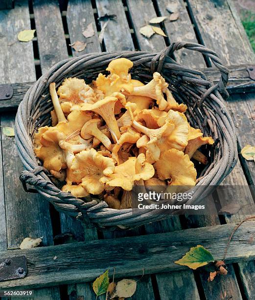 chanterelles in basket - cantharellus cibarius stock pictures, royalty-free photos & images