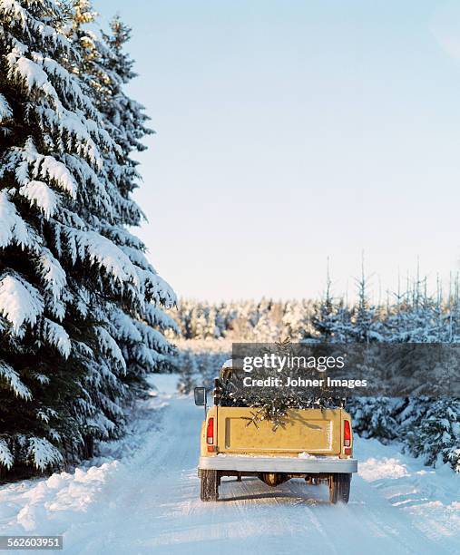 pick up truck with pine tree on back - bilar i snö bildbanksfoton och bilder