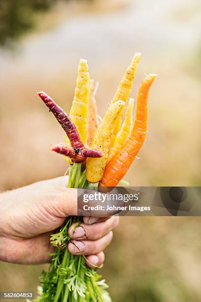 hand holding bunch of carrots - lopsided stock pictures, royalty-free photos & images