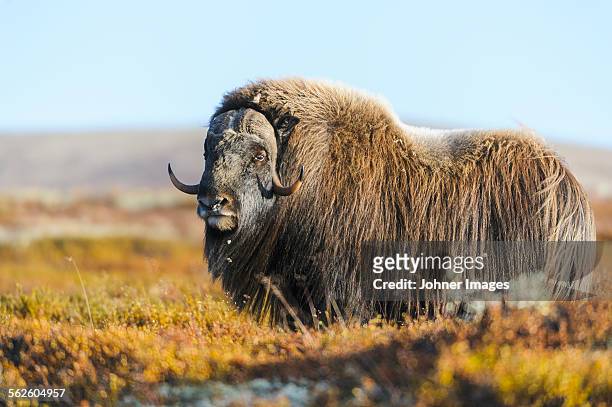 musk ox on meadow - musk ox photos et images de collection