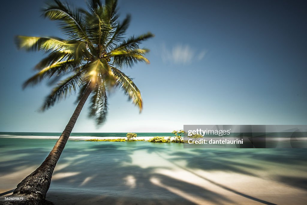 Palm Tree and shadows on a tropical beach, Praia dos Carneiros, Brazil