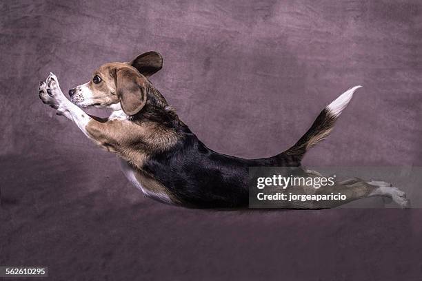 side view of a dog leaping - dog stretching stock pictures, royalty-free photos & images