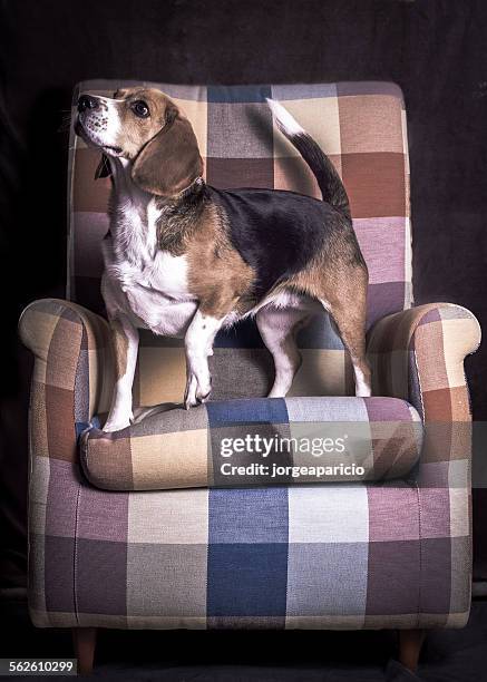 dog standing on an armchair looking in the air - jorge_aparicio stock pictures, royalty-free photos & images