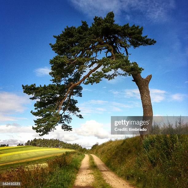 large tree leaning over a road, le puy-en-velay, france - le puy 個照片及圖片檔