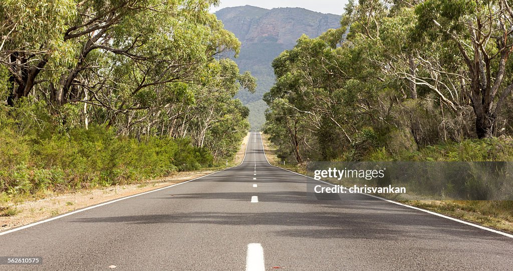 Tree lined empty road, The Grampians, Victoria Australia