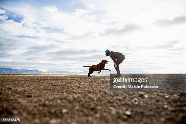 usa, colorado, woman playing with dog outdoors - chocolate labrador retriever stock pictures, royalty-free photos & images
