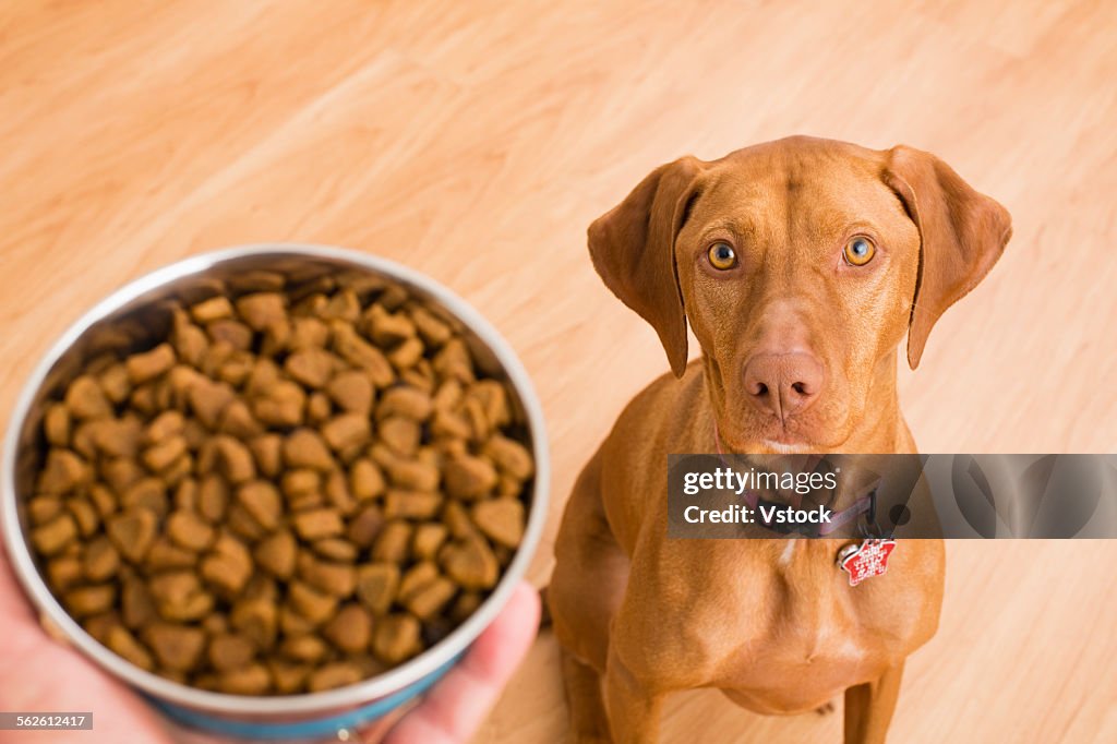 Hungry dog looking at bowl of food