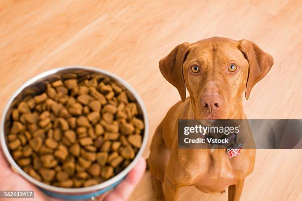 hungry dog looking at bowl of food - dog bowl stock pictures, royalty-free photos & images