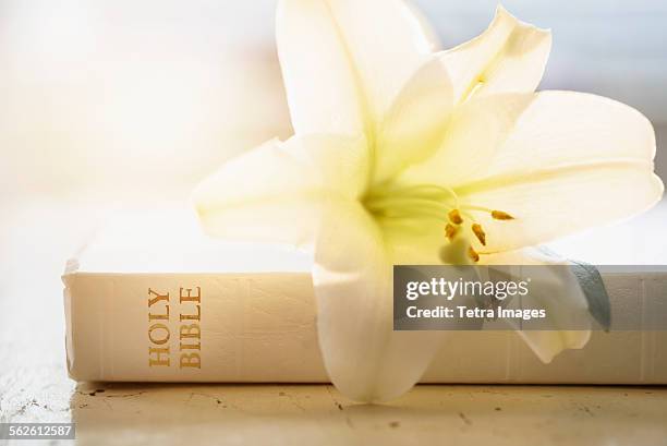 close up of bible and lily flower - easter lily stock pictures, royalty-free photos & images