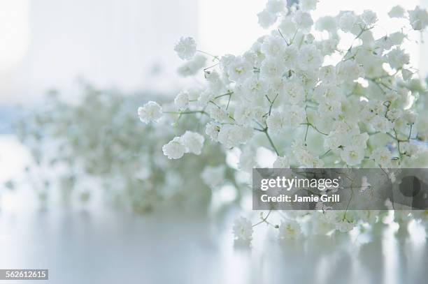 1 741点のかすみ草のストックフォト Getty Images 1 741点のかすみ草のストックフォト Getty Images