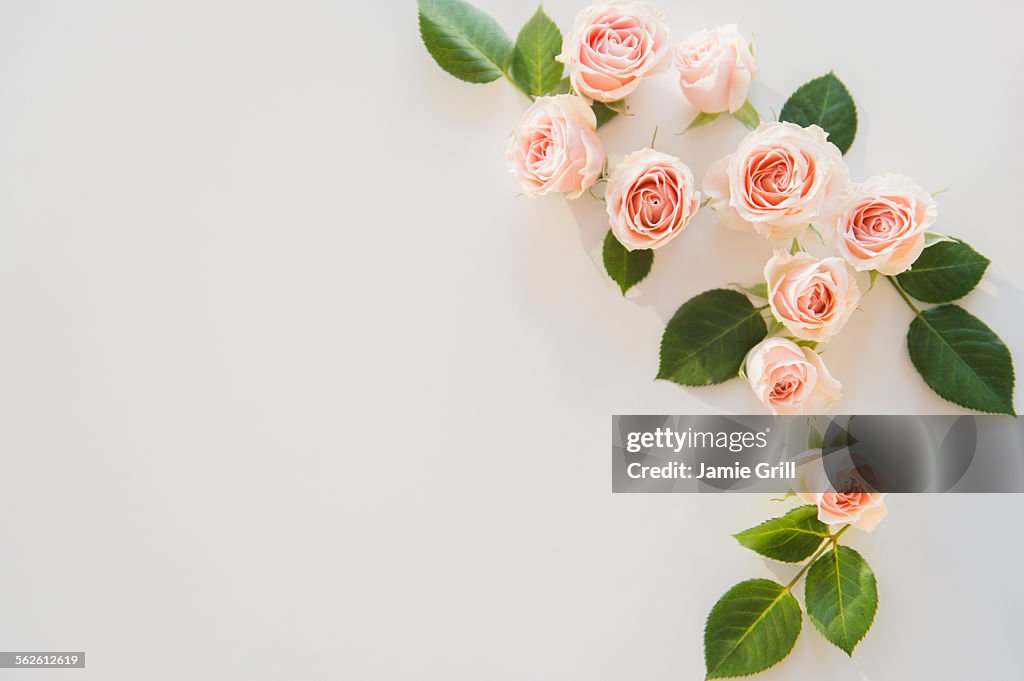 Pink roses on white background