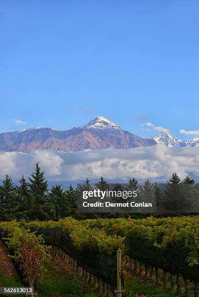 argentina, mendoza, andes, view of vineyard with mountain on background - mendoza fotografías e imágenes de stock