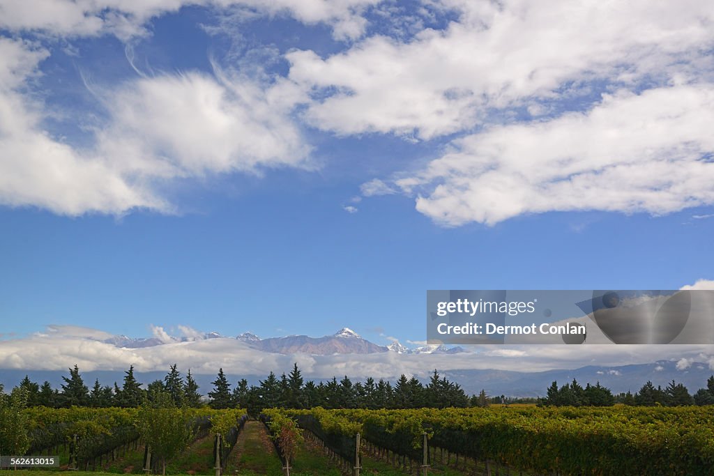 Argentina, Mendoza, Andes, View of vineyard with mountains on background