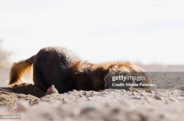 dog digging in sand - long haired dachshund fotografías e imágenes de stock