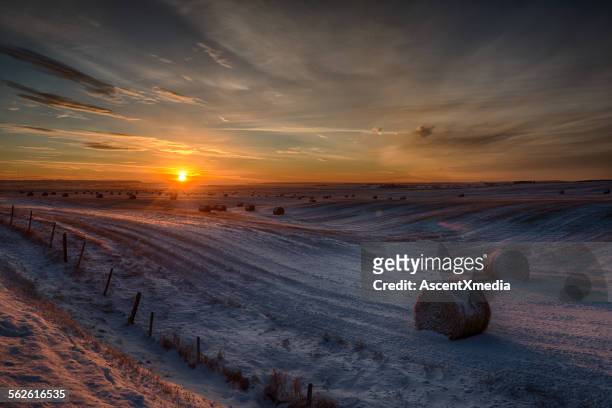 sunrise over rural fields and hay bales, snow - alberta farm scene stockfoto's en -beelden