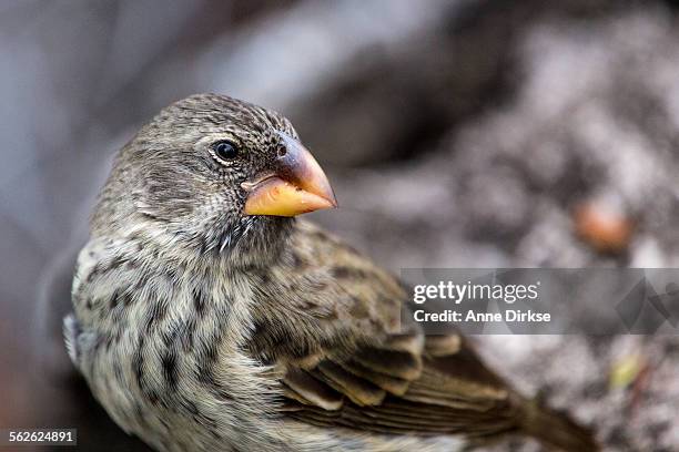 darwin finch, galápagos islands - finch stock pictures, royalty-free photos & images