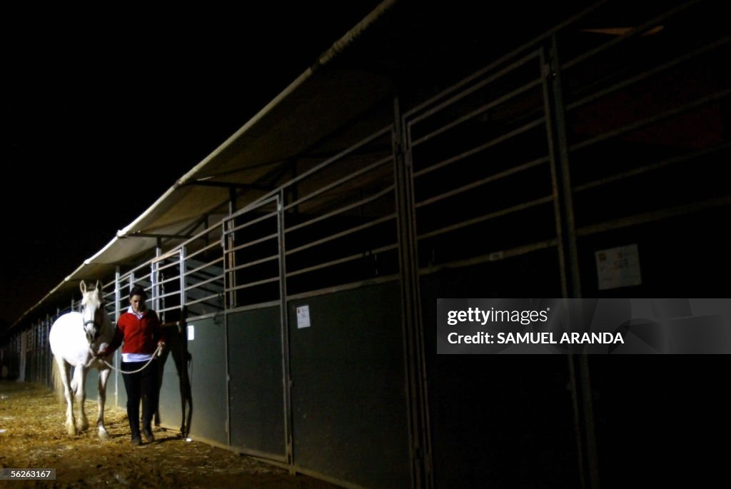 A purebred Spanish horse is led to the s