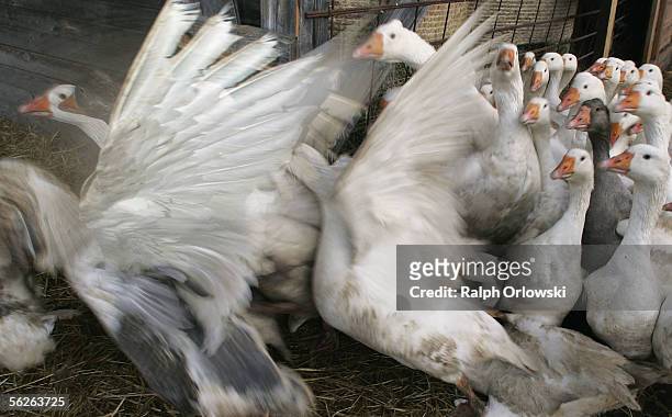 Geese that will wind up on Christmas dinner plates stand in their stable on November 23, 2005 in Darmstadt, Germany. Many goose farmers have begun...