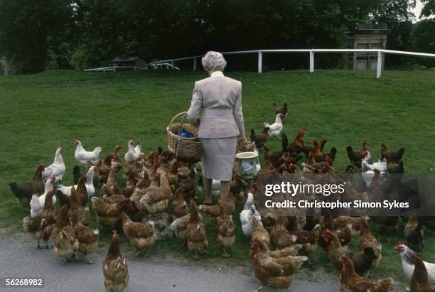 Deborah Cavendish, nee Mitford, the Duchess of Devonshire, feeds the chickens at Chatsworth House, Derbyshire, 1990s.