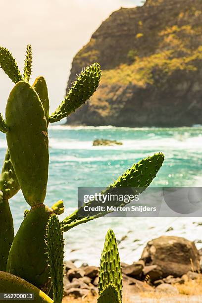 cactus tree at ilhéu da rocha do navio coast - navio stock pictures, royalty-free photos & images