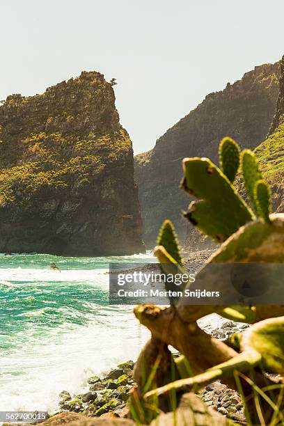 cactus tree at  ilhã©u da rocha do navio coast - navio stock pictures, royalty-free photos & images