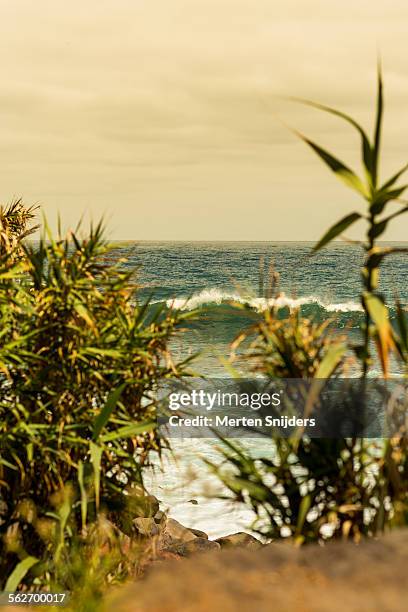 breaking wave behind cane bush - cana de açúcar imagens e fotografias de stock