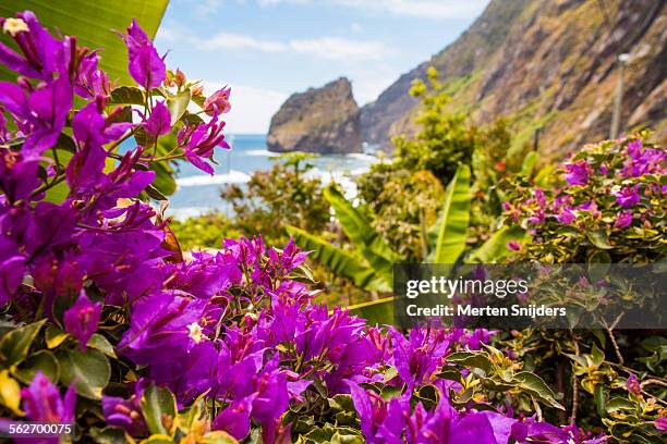 plantations and bougainvillea at rocha do navio - navio stock pictures, royalty-free photos & images