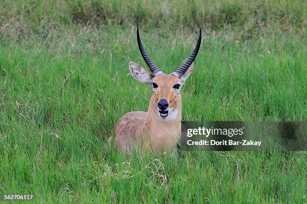 38 Reedbuck (Redunca Arundinum) Stock Photos, High-Res Pictures, and ...