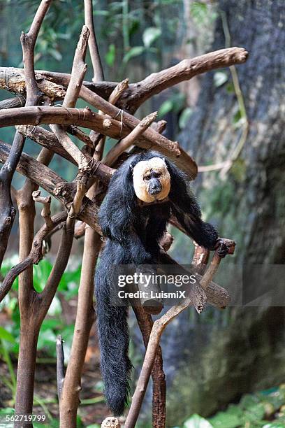 pithecia pithecia - white faced saki monkey stock pictures, royalty-free photos & images