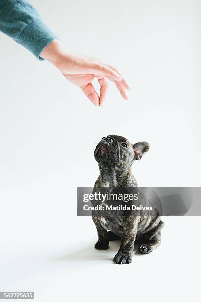 french bulldog puppy sitting waiting for food - funny dog eating stock pictures, royalty-free photos & images