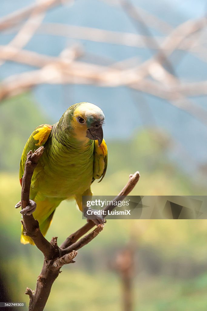 The Loro guaro