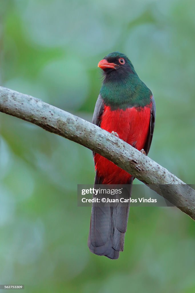 Slaty-tailed Trogon