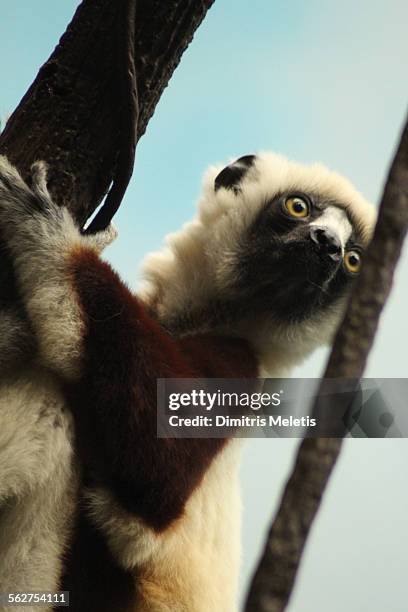 lemur - sifaca de verreaux imagens e fotografias de stock