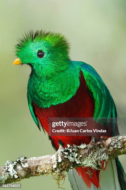 resplendent quetzal - quetzal stock pictures, royalty-free photos & images