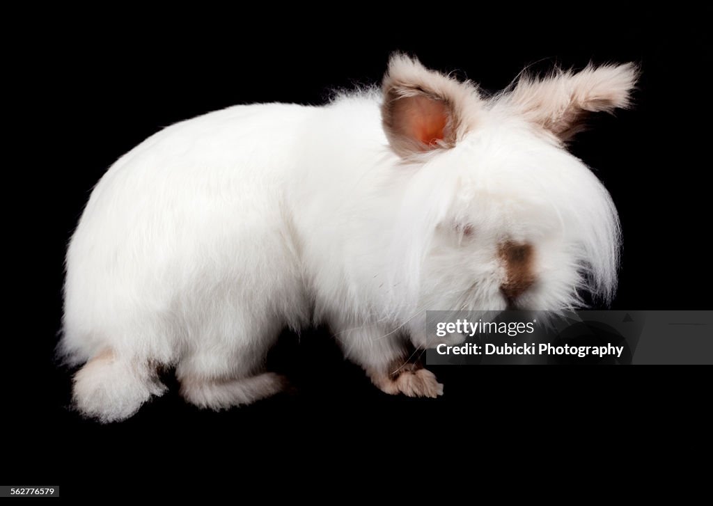 Lionhead Rabbit Computer Backround Black And White Lionhead Bunny