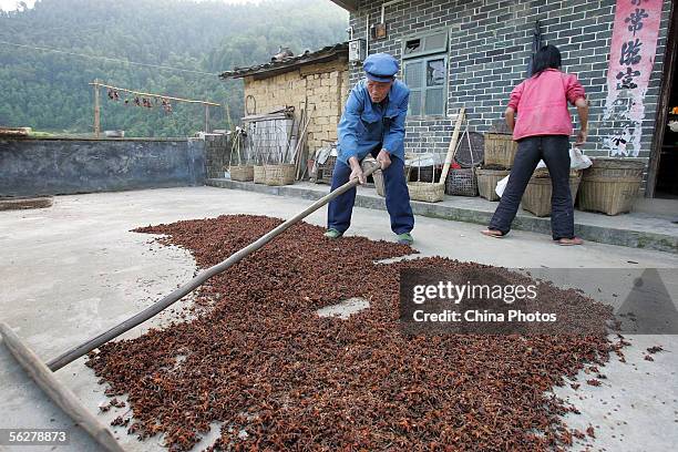 Chinese farmer dries star anise seeds in a country yard at Tanbin Township, on November 26, 2005 in Luoding of Guangdong Province, China. Tamiflu,...