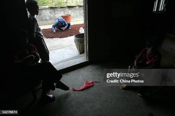 Chinese farmer handpicks star anise seeds in his country yard at Tanbin Township, on November 26, 2005 in Luoding of Guangdong Province, China....