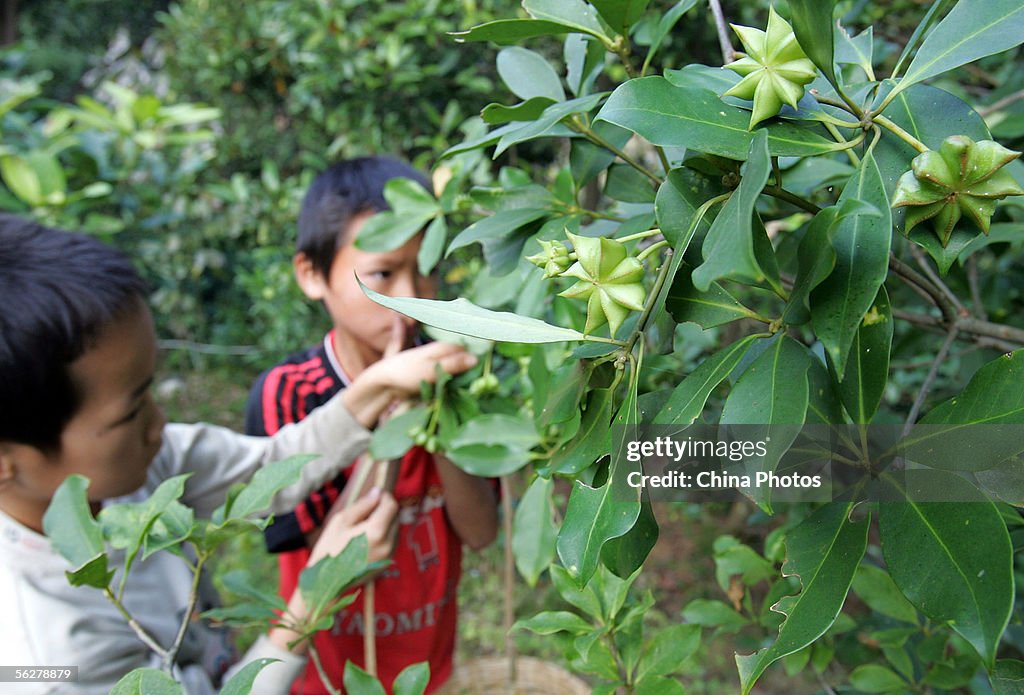 Chinese Fruit Star Anise Becomes Secret Weapon Against Bird Flu