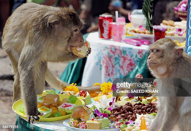 261 Annual Monkey Buffet Festival Photos and Premium High Res Pictures -  Getty Images