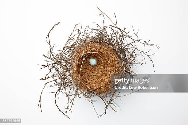 birds nest - animal nest stock pictures, royalty-free photos & images