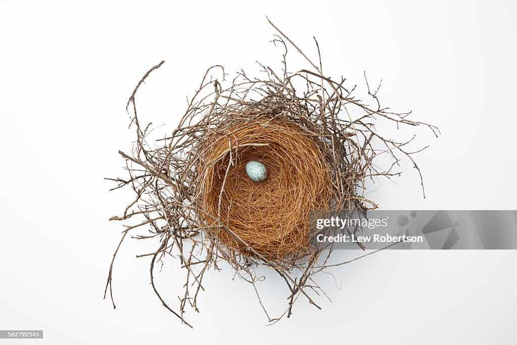 Birds nest