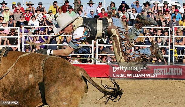 Bull Riders Aus 14 Australia Animals Bullriders Stock Photos, High-Res Pictures, and ...