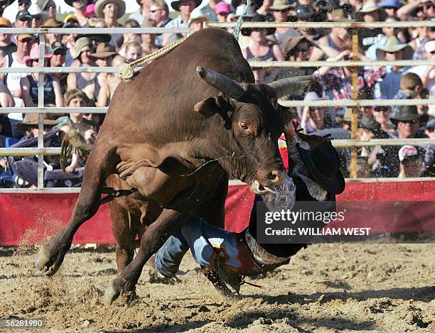 Aussie Rodeo 14 Australia Animals Bullriders Stock Photos, High-Res Pictures, and ...