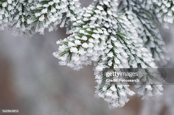 close up of a pine tree - eiskristalle stock pictures, royalty-free photos & images