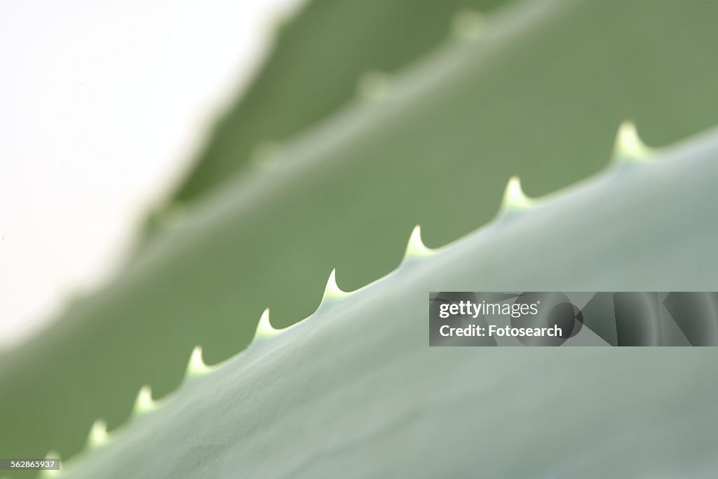 Aloevera