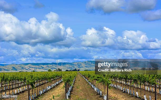 rows of yolo county california commercial vineyard - yolo stock-fotos und bilder