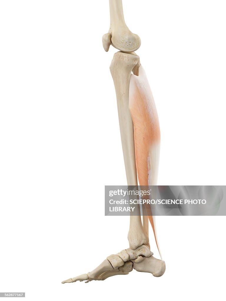 Human Leg Anatomy Illustration High Res Vector Graphic Getty Images human-leg-anatomy-illustration-high-res-vector-graphic-getty-images