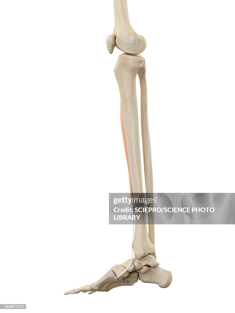 Human Leg Anatomy Illustration High-Res Vector Graphic - Getty Images