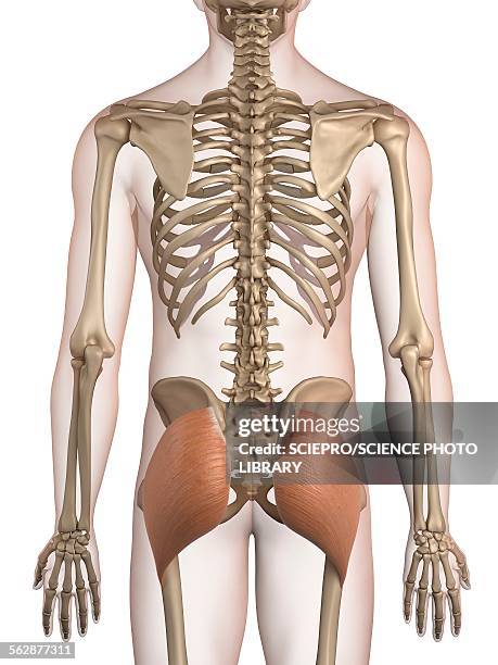 human buttock muscles, illustration - buttock stock illustrations